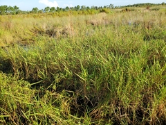 Panicum hemitomon