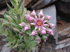 Sempervivum caucasicum