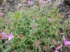 Chamaenerion colchicum