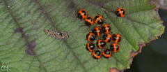 Poecilocoris lewisi