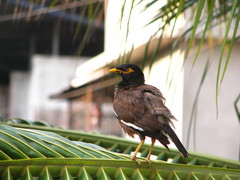 Acridotheres tristis