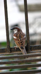 Passer domesticus
