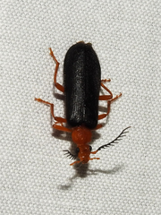 Neopyrochroa flabellata