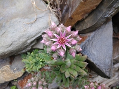 Sempervivum caucasicum