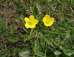 Ranunculus victoriensis