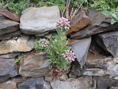 Sempervivum caucasicum