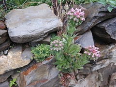 Sempervivum caucasicum