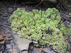 Sempervivum caucasicum