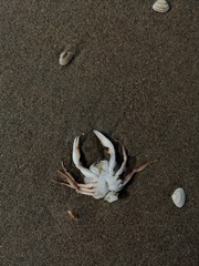 Liocarcinus holsatus