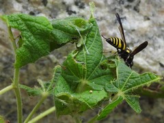 Anterhynchium flavolineatum