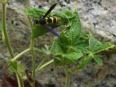Anterhynchium flavolineatum