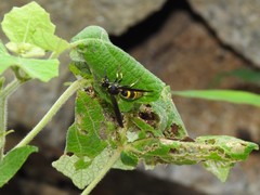 Anterhynchium flavolineatum