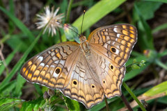 Anartia jatrophae