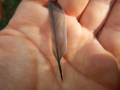 Dumetella carolinensis