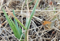 Coenonympha corinna