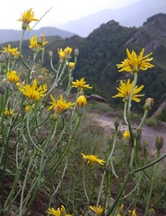 Crepis sonchifolia