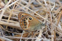 Coenonympha corinna