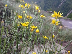 Crepis sonchifolia