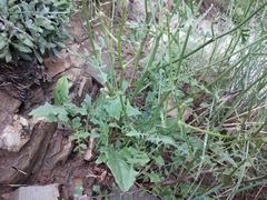 Crepis sonchifolia