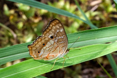 Anartia jatrophae