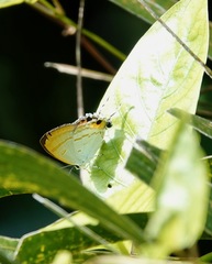 Hypolycaena thecloides