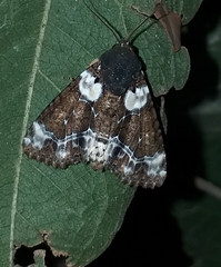 Cropia cedica