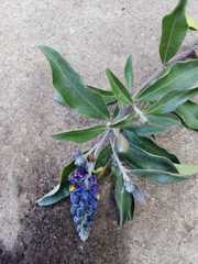 Monnina phillyreoides