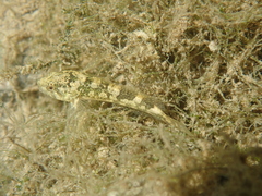 Cottus petiti