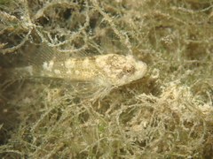 Cottus petiti