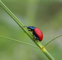 Melasomoptera