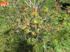 Exobasidium vaccinii