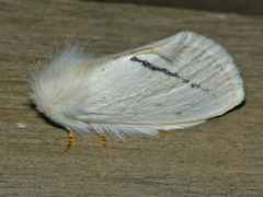 Phiala costipuncta