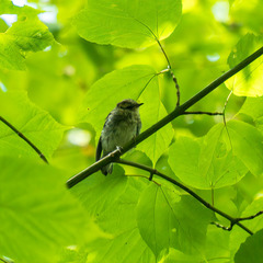 Setophaga pensylvanica