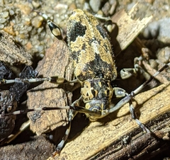 Graphisurus triangulifer
