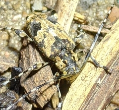 Graphisurus triangulifer