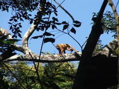 Alouatta sara