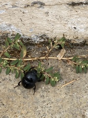 Thorectes intermedius