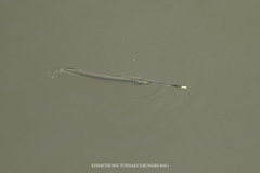 Zenarchopterus gilli