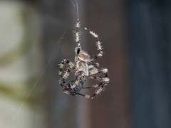 Araneus tartaricus