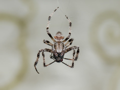 Araneus tartaricus