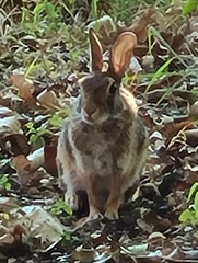 Sylvilagus floridanus