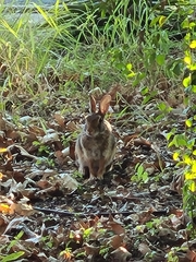 Sylvilagus floridanus