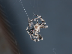 Araneus tartaricus