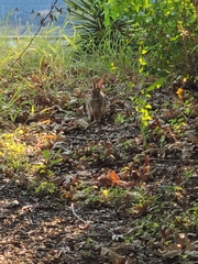 Sylvilagus floridanus
