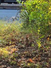 Sylvilagus floridanus