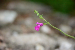 Salvia macellaria