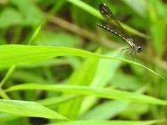 Heliocypha perforata