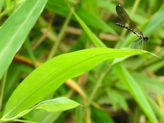Heliocypha perforata
