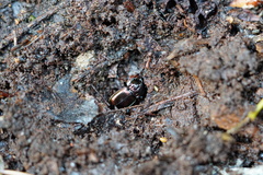 Pterostichus burmeisteri