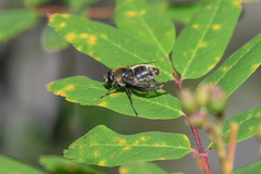 Sericomyia flagrans